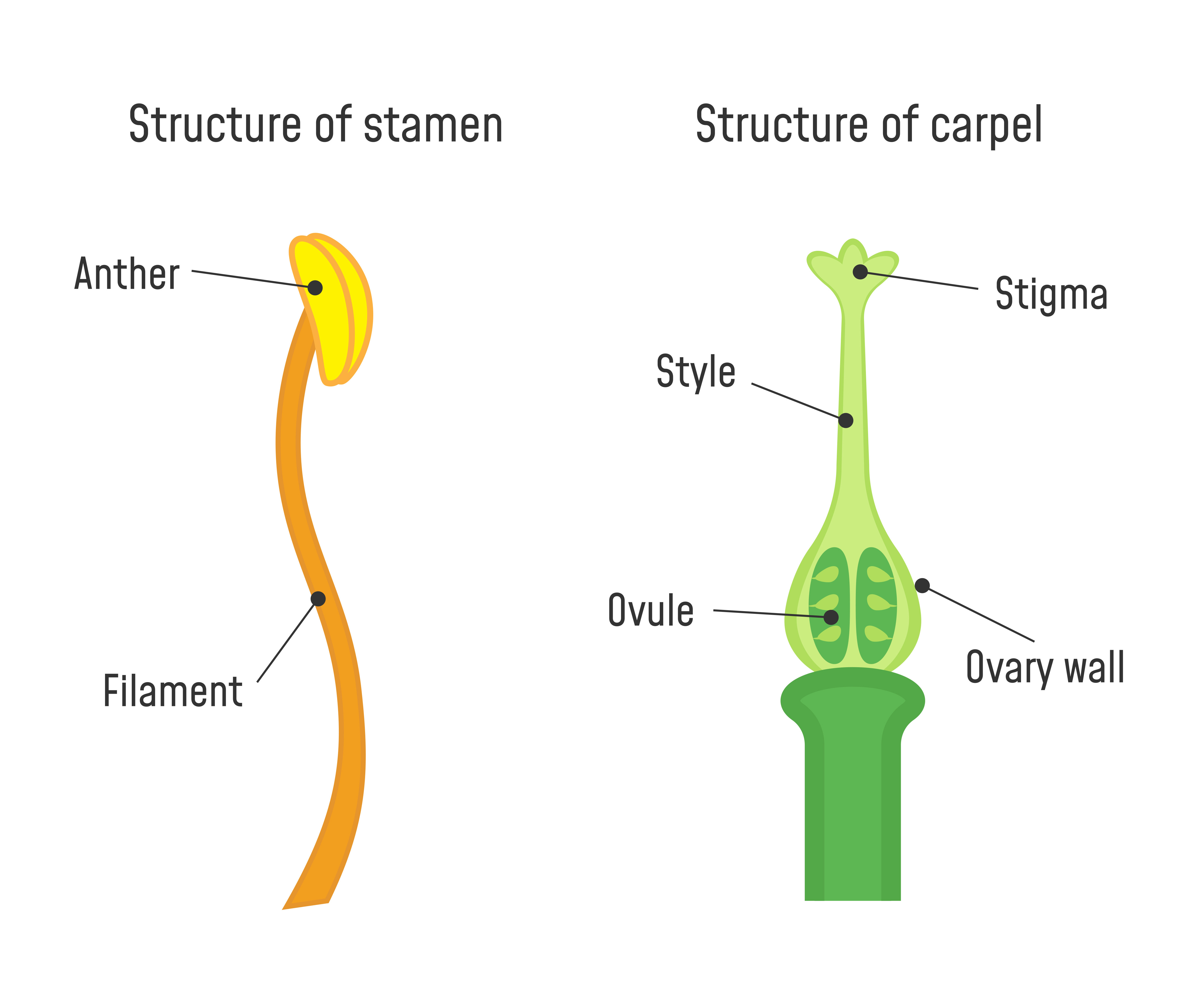 biology-parts-of-a-flower-level-1-activity-for-kids-primaryleap-co-uk