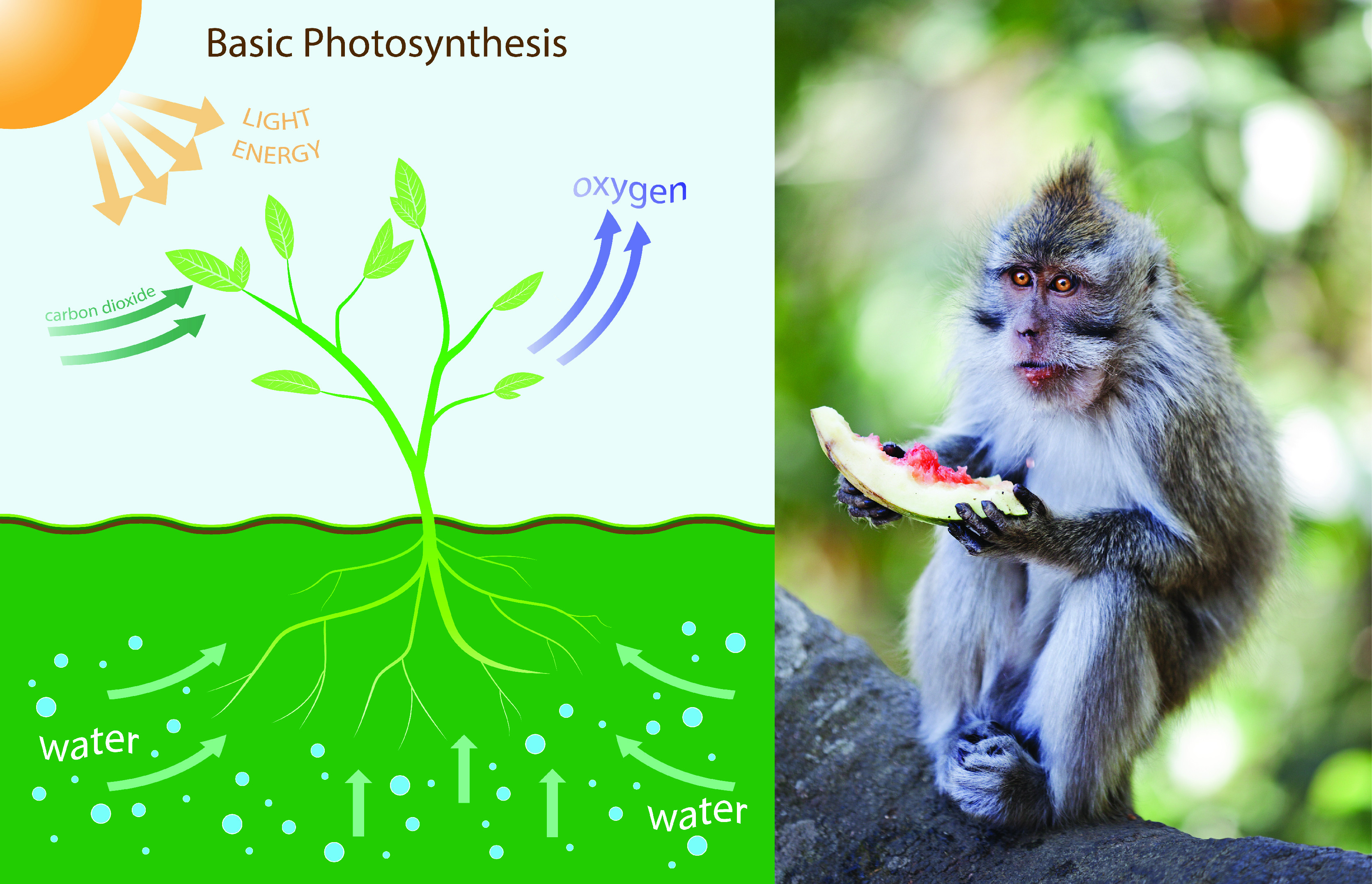 Biology Plant And Animal Differences Level 1 Activity For Kids 