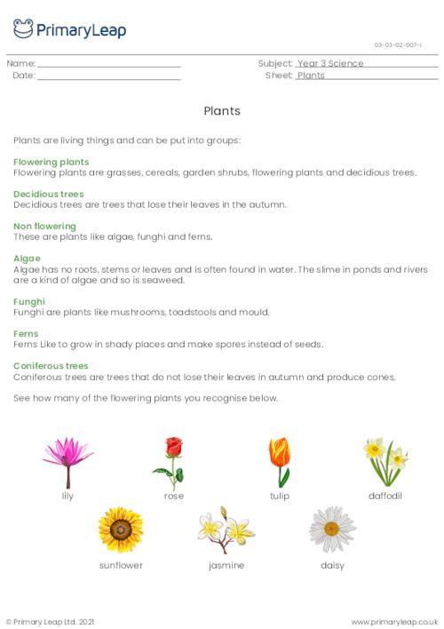 science plants need leaves worksheet primaryleap co uk