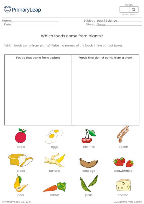 science plants worksheet worksheet primaryleap co uk