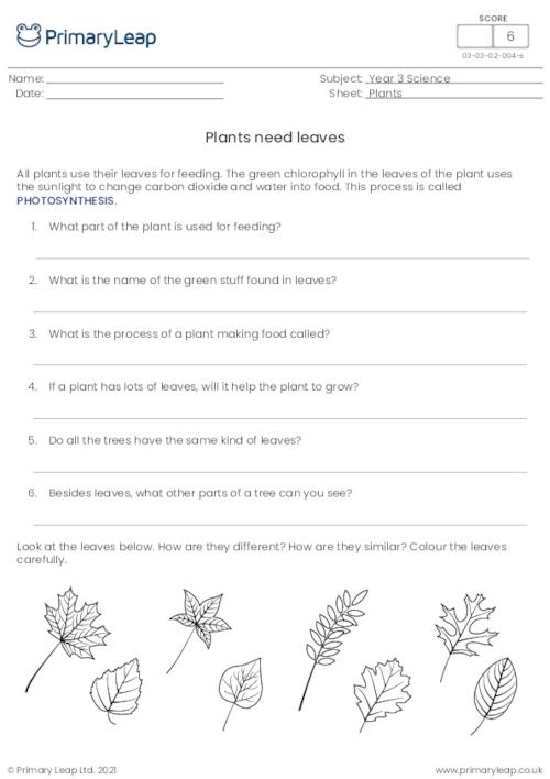 science plants need leaves worksheet primaryleap co uk