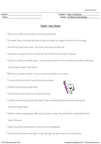 Teeth - Fact sheet