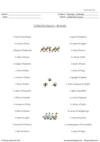Collective Nouns - Animals