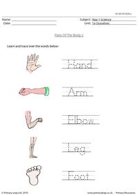Parts of the body 2