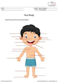 Labelling Parts of the Human Body