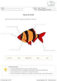 Parts of a Fish