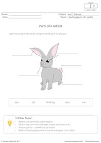 Parts of a Rabbit