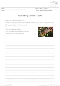 Researching Animals - Giraffe