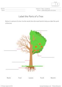 Label the Parts of a Tree