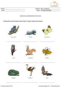 Daytime and nighttime animals