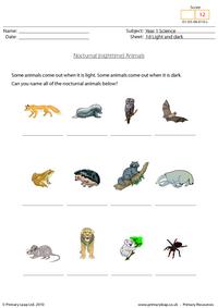 Nocturnal animals
