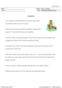 Reading comprehension - Cheetahs (non-fiction)