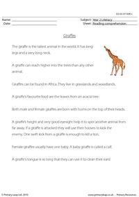 Reading comprehension - Giraffes (non-fiction)
