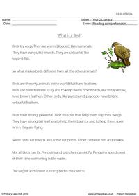 Reading comprehension - What is a Bird? (non-fiction)