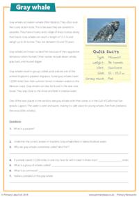 Reading Comprehension - Gray Whale