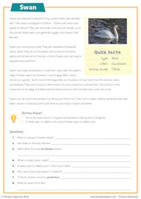 Reading Comprehension -  Swans