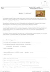 What is a Carnivore?