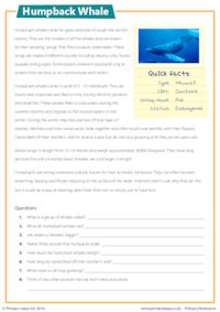 Reading Comprehension - Humpback Whale