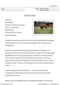Reading comprehension - Bactrian camel
