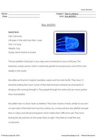 Reading comprehension - Box jellyfish
