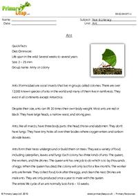 Reading comprehension - Ant