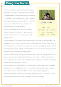 Reading Comprehension - Peregrine Falcon