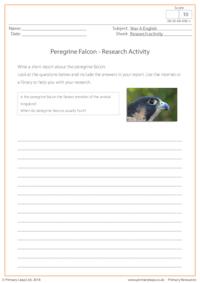 Research Activity - Peregrine Falcon