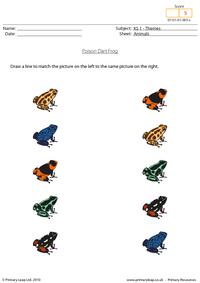 Poison dart frog matching pictures
