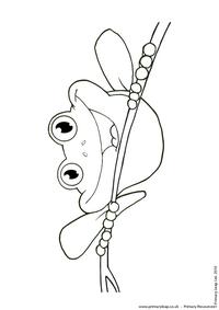 Red-eyed tree frog colouring page