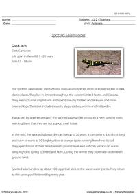Spotted salamander comprehension