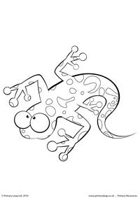 Spotted salamander colouring page