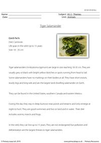 Tiger salamander comprehension