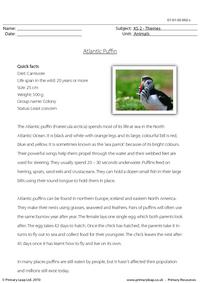 Atlantic puffin comprehension