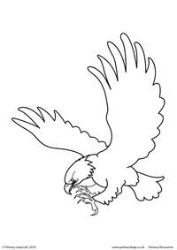 Bald eagle colouring page