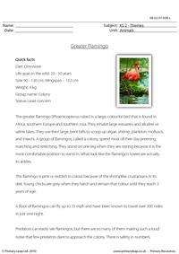 Greater flamingo comprehension