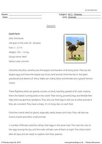 Ostrich comprehension