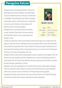 Peregrine Falcon - Comprehension
