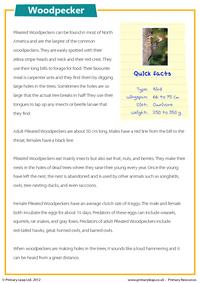 Woodpecker - Comprehension