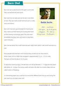 Barn owl - Comprehension