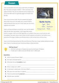 Reading Comprehension - Swans