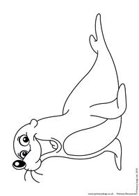 California sea lion colouring page