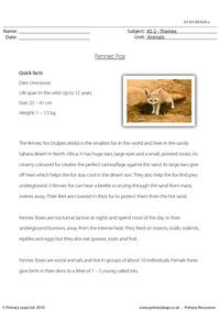Fennec fox comprehension