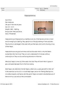 Hippo comprehension