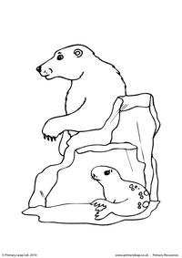 Polar bear colouring page 3