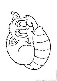 Raccoon colouring page 1