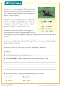 Wolverines - Reading comprehension