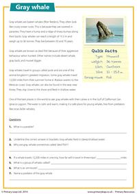 Gray whale - Reading comprehension