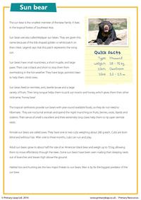 Sun bear - Reading comprehension