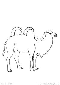 Bactrian camel colouring page