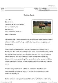 Bactrian camel comprehension